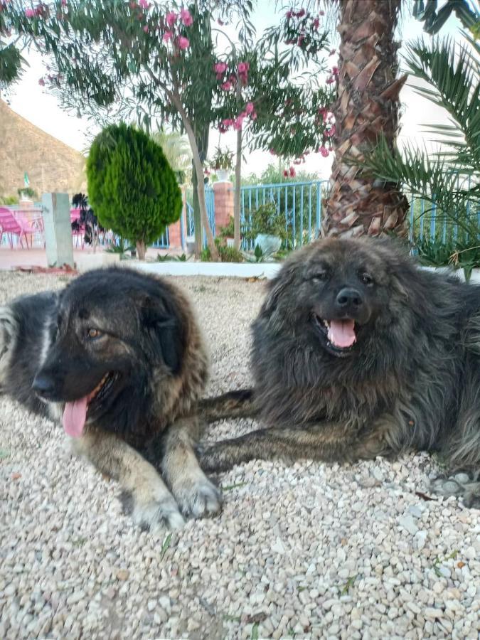 Recovery Mountain 2 Separate Beds In Room B&B Alicante Exterior photo